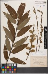 Foto von Salix caprea L. x Salix viminalis L.